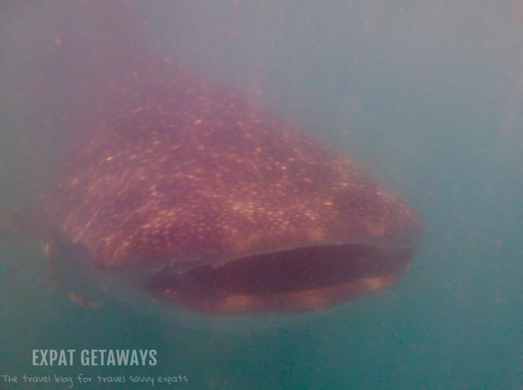 WHALE SHARK! Poor viz = lots of plankton (aka whale shark food)