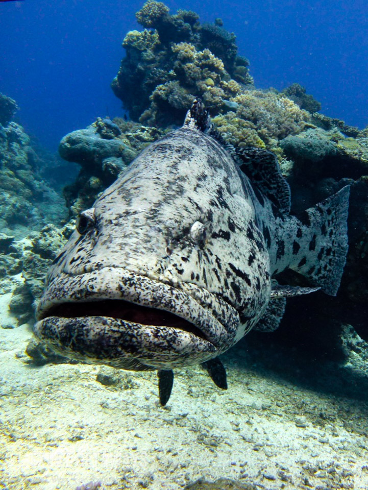 Guess where Cod Hole gets its name? These friendly fish aren't shy! Great Barrier Reef scuba