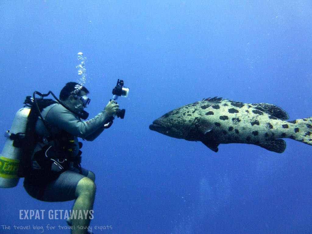 Andrew came face to face with a friendly potato cod that just wanted to pose for the camera! Cod Hole, Great Barrier Reef scuba