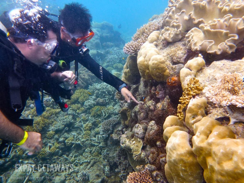 Your instructor will show you what is hiding in the coral