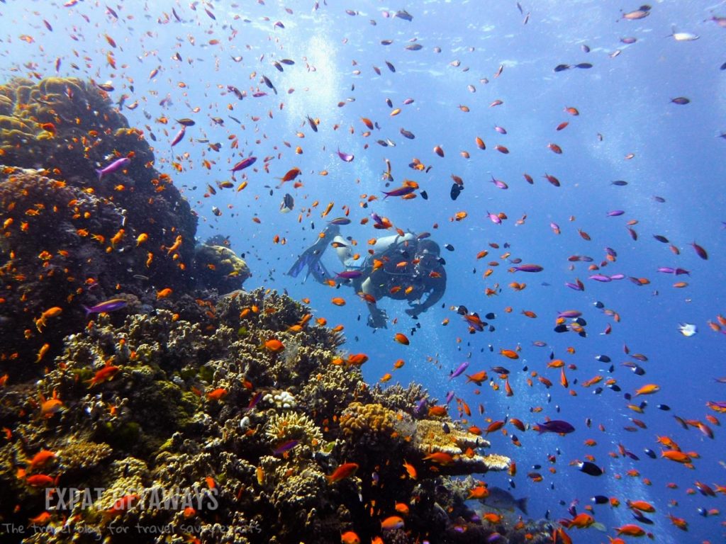 The Ribbon Reefs are sensory overload with colourful fish swimming like confetti around you. Great Barrier Reef, Scuba