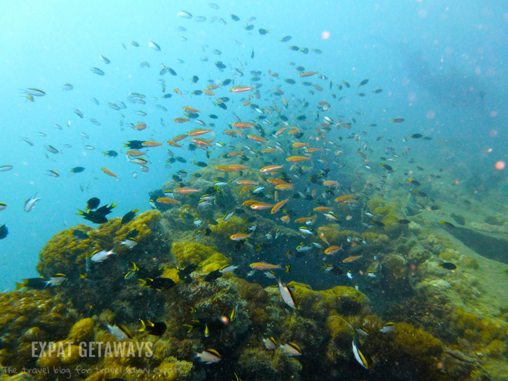 The wreck of SS Yongala is teaming with life. Great Barrier Reef Scuba