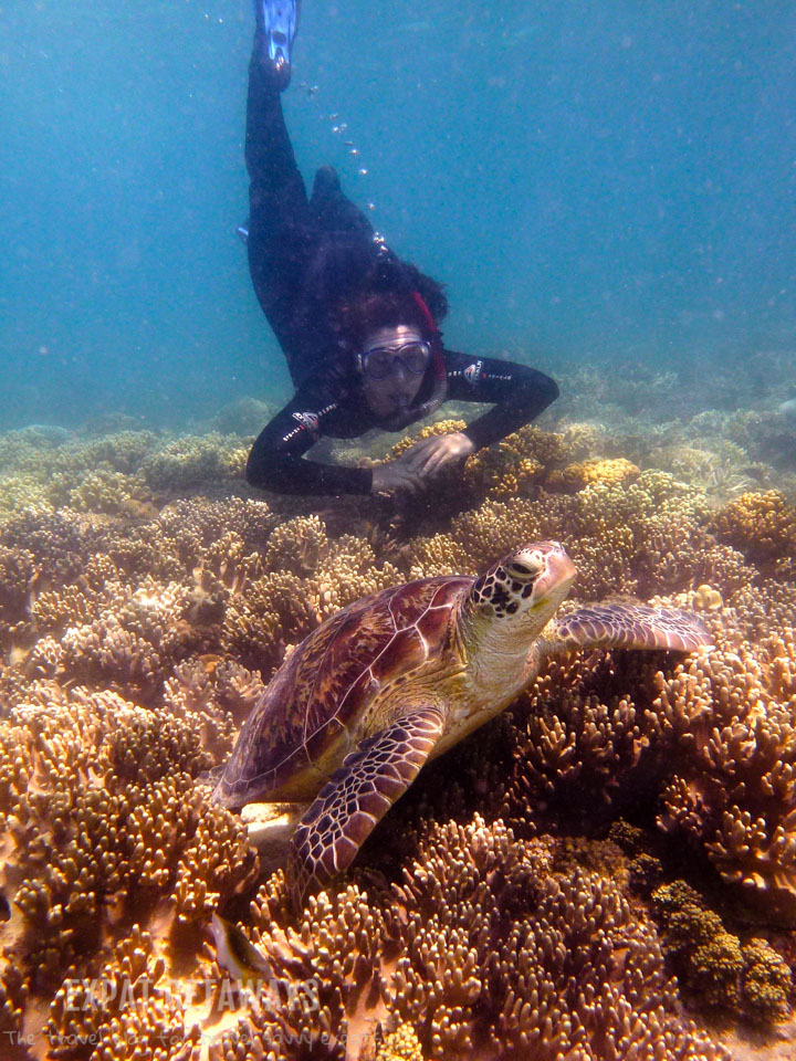 Snorkelling with my favourite sea creature with Ocean Safari