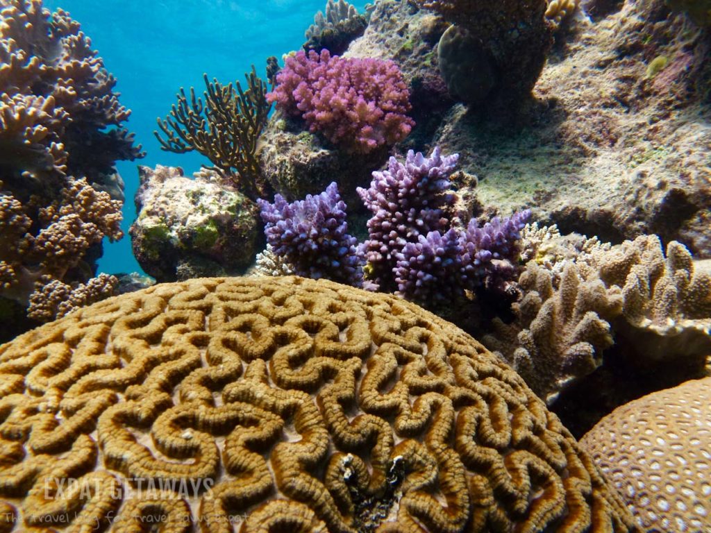 Those colours! Snorkelling on the Great Barrier Reef