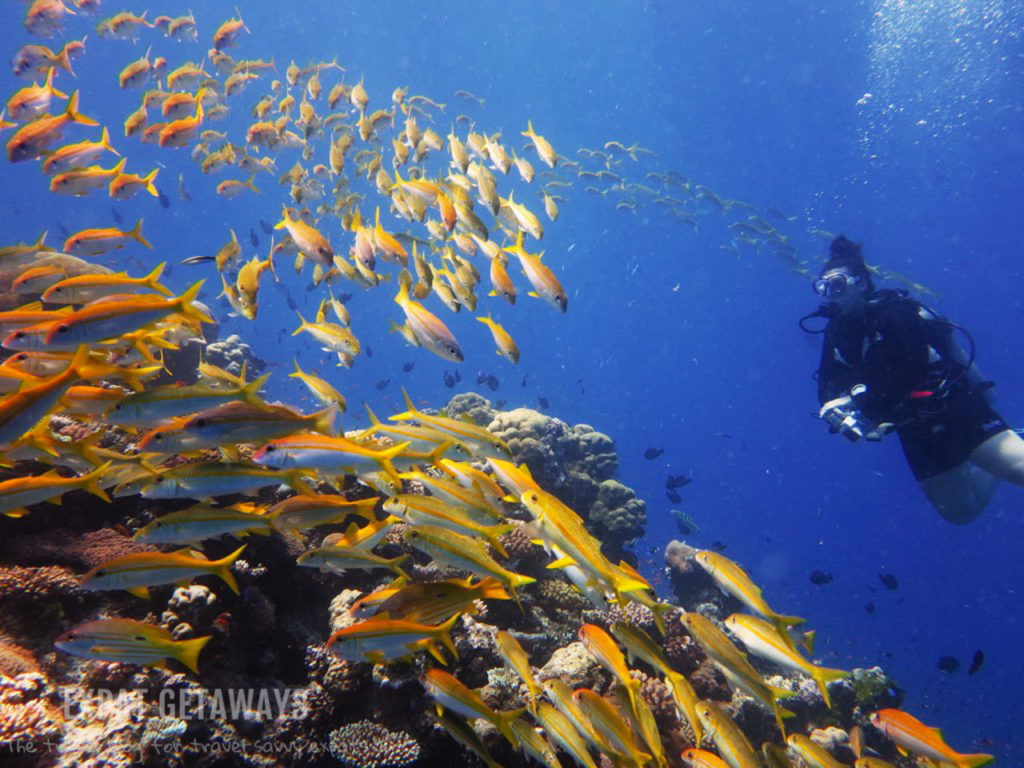 Jess diving the Ribbon Reefs