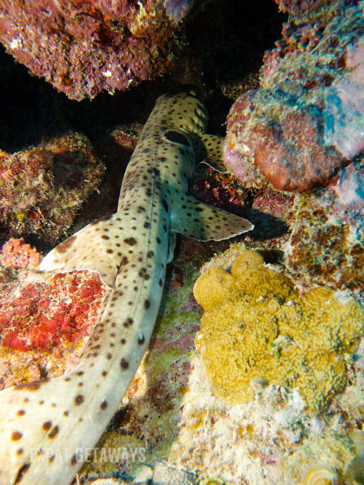 A first for me! An epaulette shark hiding in the shallows