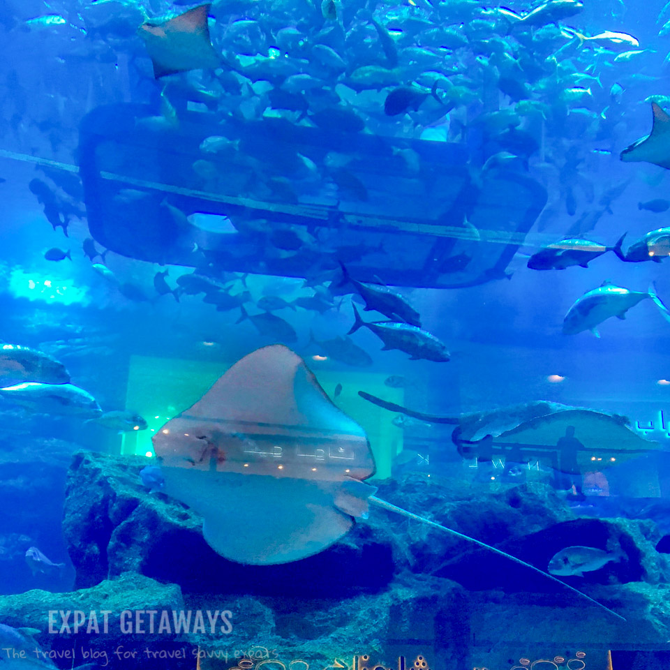 An aquarium inside a shopping mall. Only in Dubai...