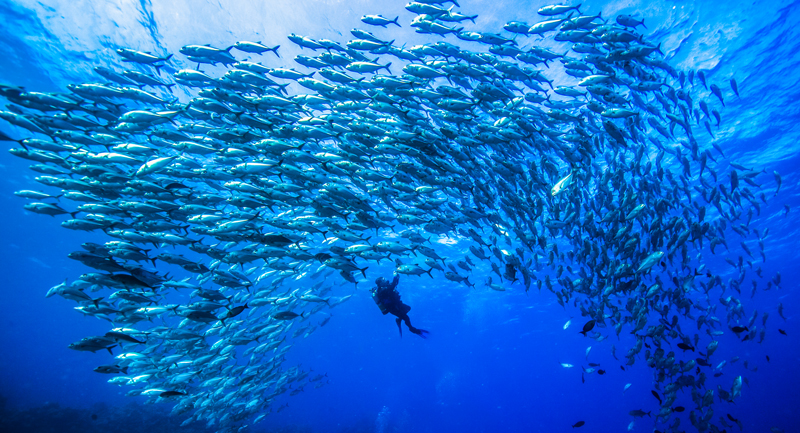 Perfect viz and hundreds of schooling fish are waiting for you at Osprey. 